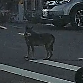 相關圖片 1